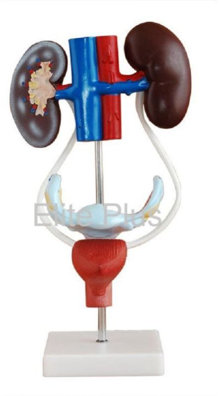 Female Urogenital System