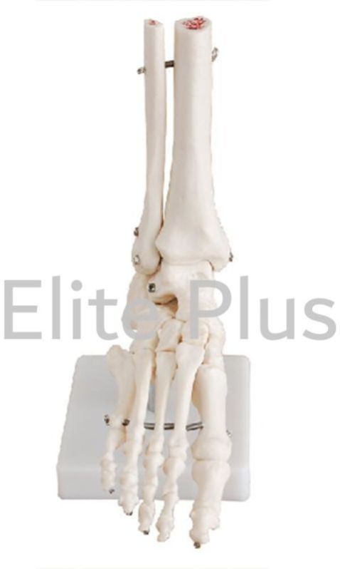 Foot Joint