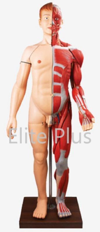 Full Size Human Body Muscles With Internal Organs (170 Cm)