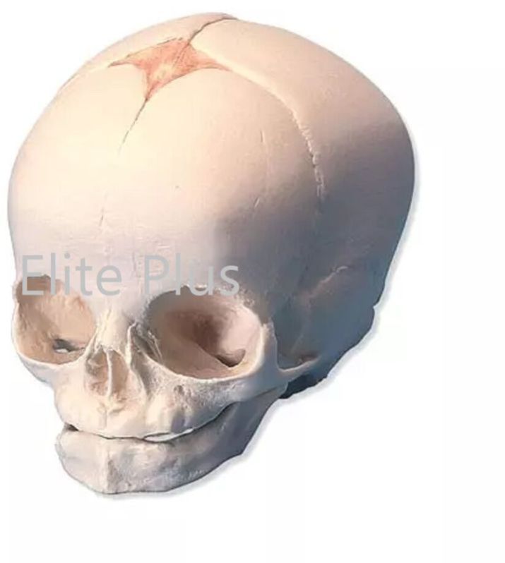 Human Fetal Skull