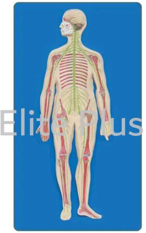Human Nervous System