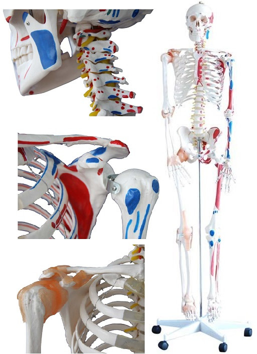 Human Skeleton With Muscles &AMP;AMP; Ligaments