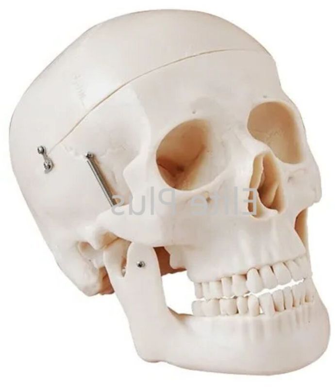 Human Skull Model Dx.