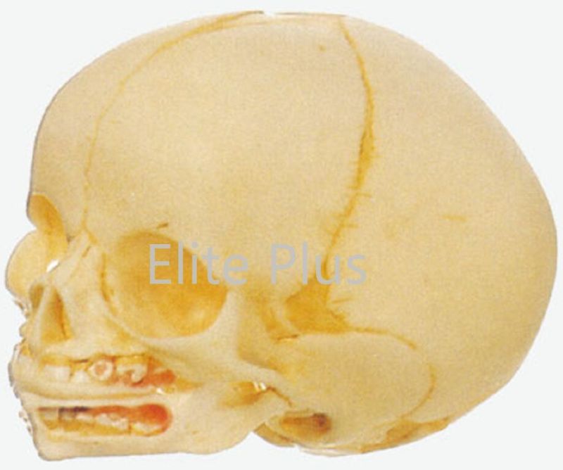 Infant Skull