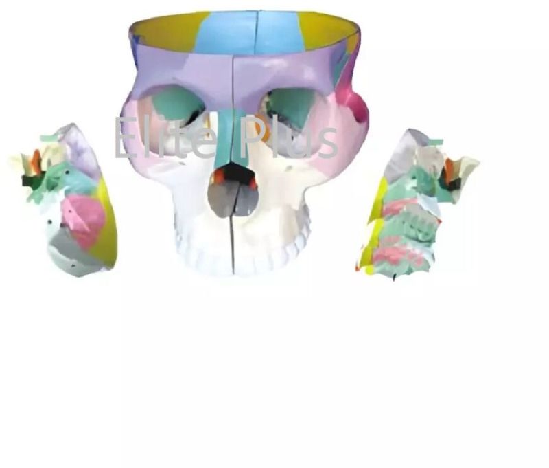 Jumbo Dissection Model Of Skull Base