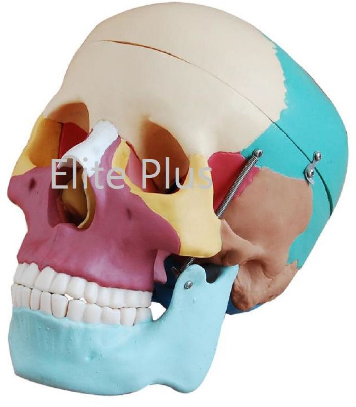 Life-Size Skull With Colored Bones