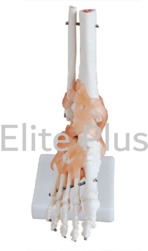 Life-Size Foot Joint With Ligaments