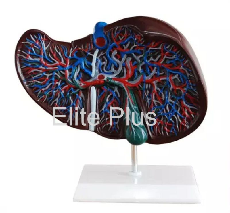 Liver Model