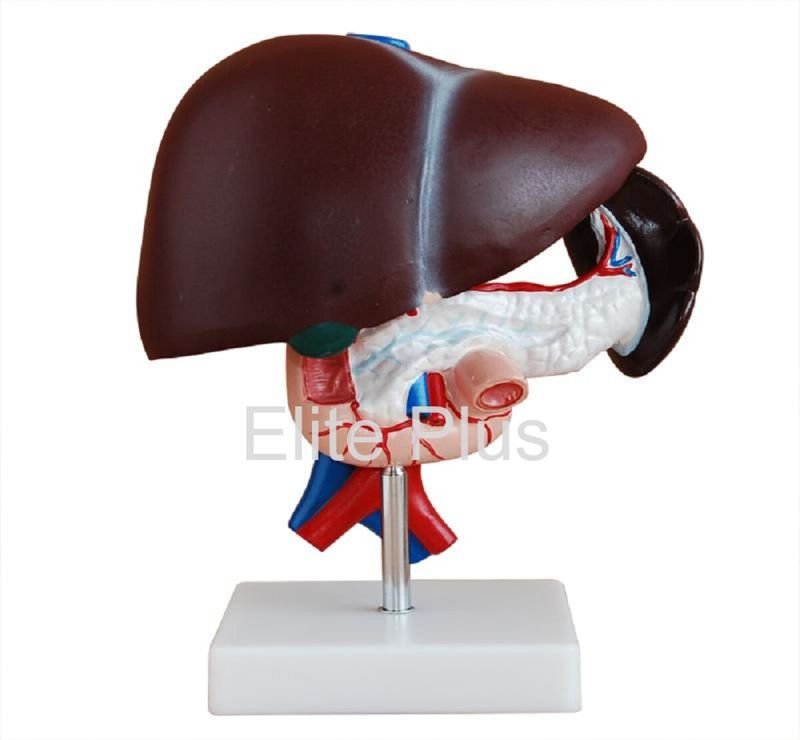 Liver, Pancreas & Duodenum Model