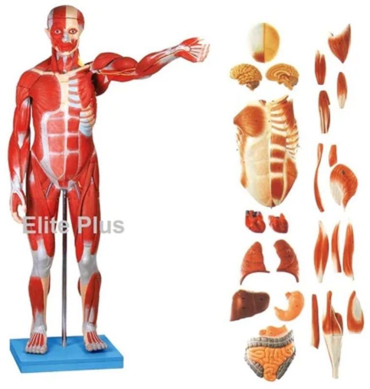 Male Muscle Figure 78 Cm