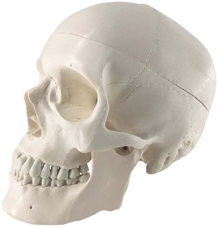 Miniature Skull Model PVC