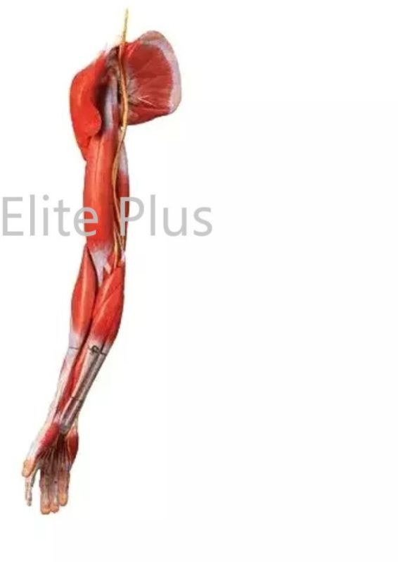 Muscles Of Arm With Main Vessels and Nerves