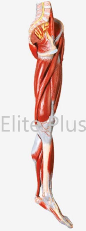 Muscles Of Leg With Main Vessels and Nerves