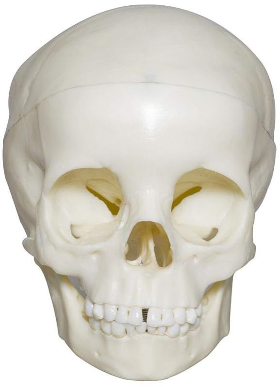 Skull 5 Yr Old Child PVC