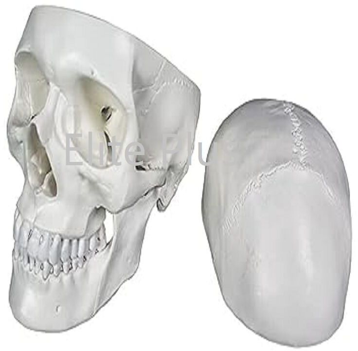 Skull Model 3 Part PVC