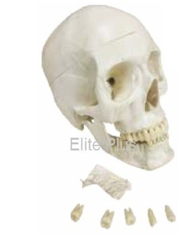 Skull With Removable Lower Teeth