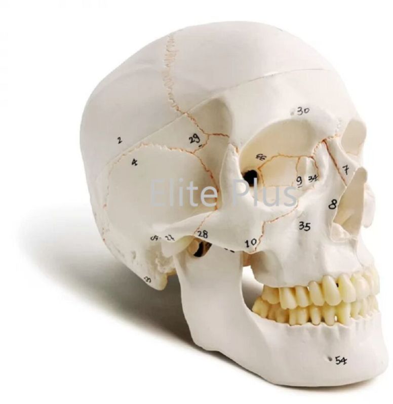 Skull With Well Marked Sutures