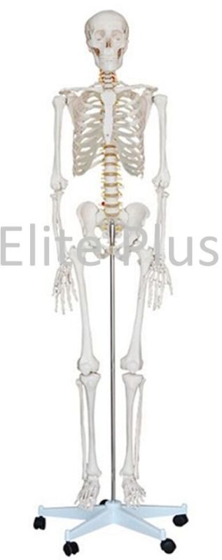 Human Skeleton