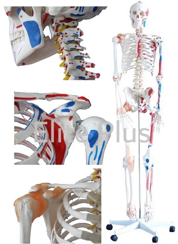 Human Skeleton With Muscles &AMP;AMP; Ligaments