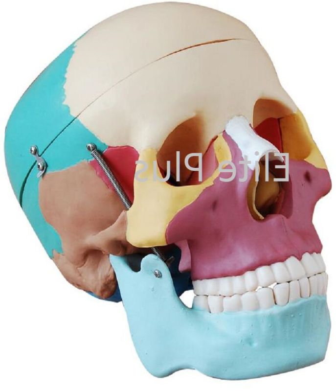 Life-Size Skull With Colored Bones