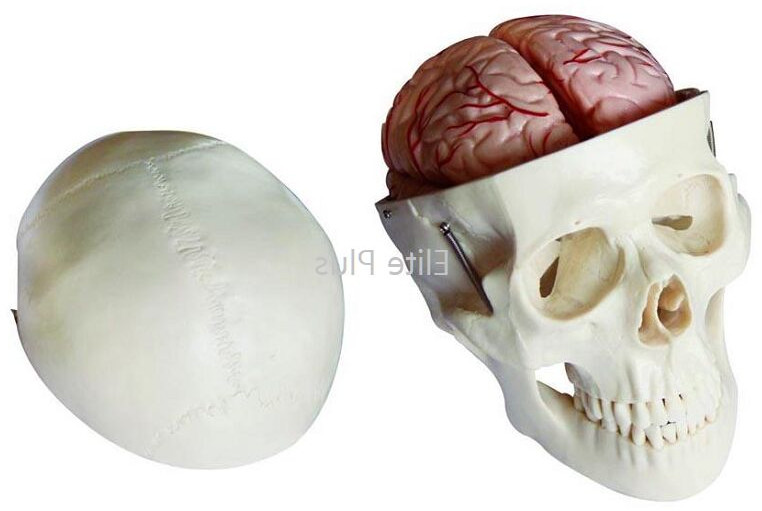 Skull Model With 8 Parts Brain