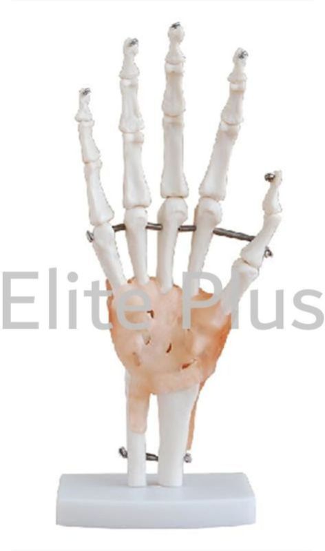 Life-Size Hand Joint With Ligaments