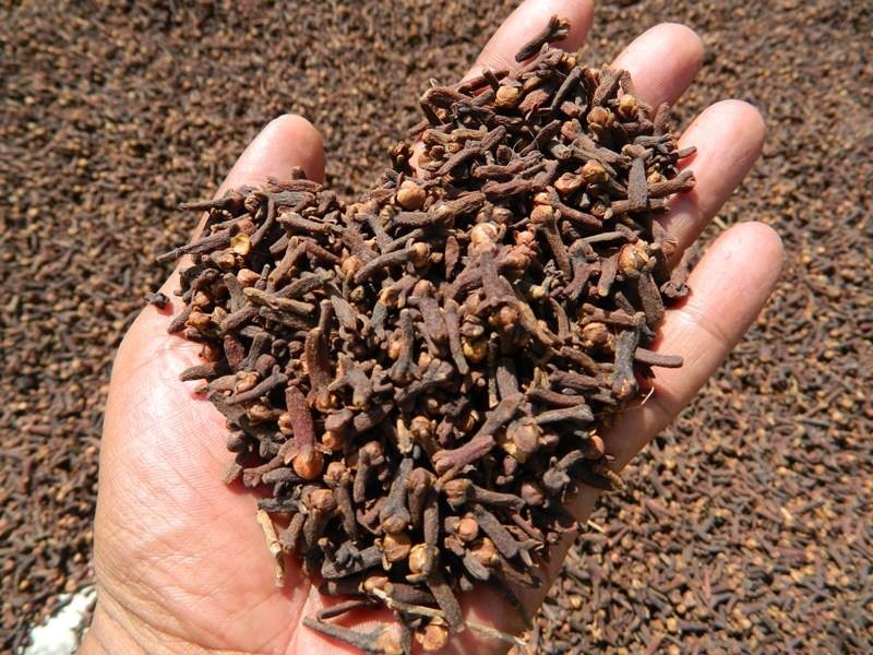 CG3 Cloves Seeds