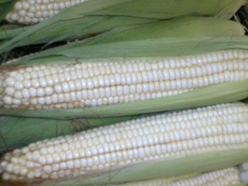 Fresh White Corn