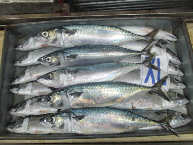 Pacific Mackerel Fish