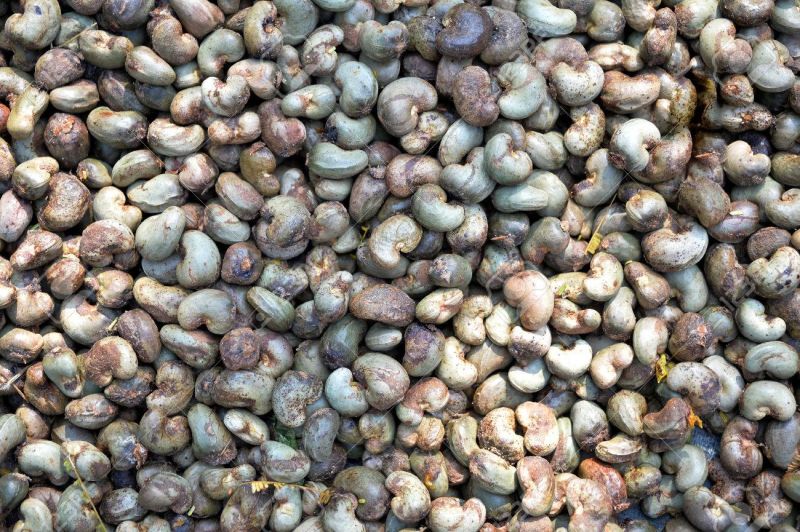 Raw Cashew Nuts