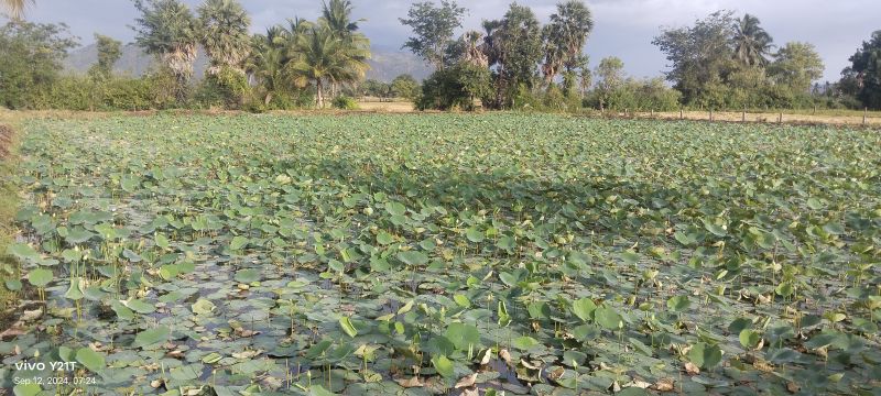 Fresh White Lotus Flower