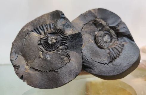 Natural Stone Laxmi Narayan Shaligram