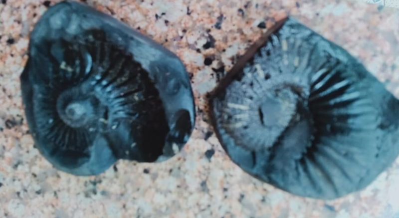 shaligram stone