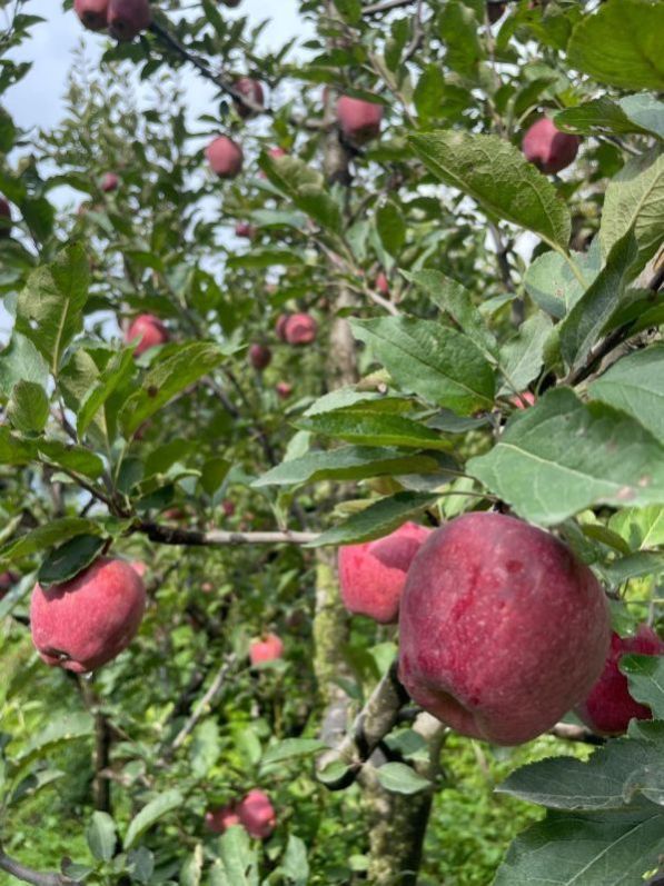 Red Delicious Apple