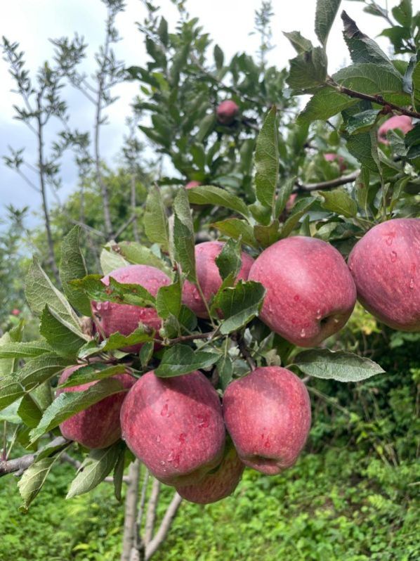 A Grade Shimla Apple