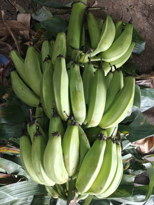 Raw Green Bananas