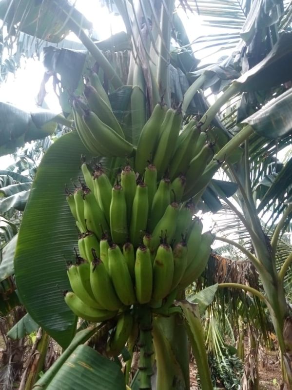 Raw Green Bananas