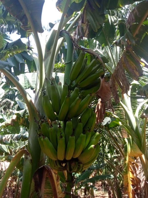 Raw Green Bananas