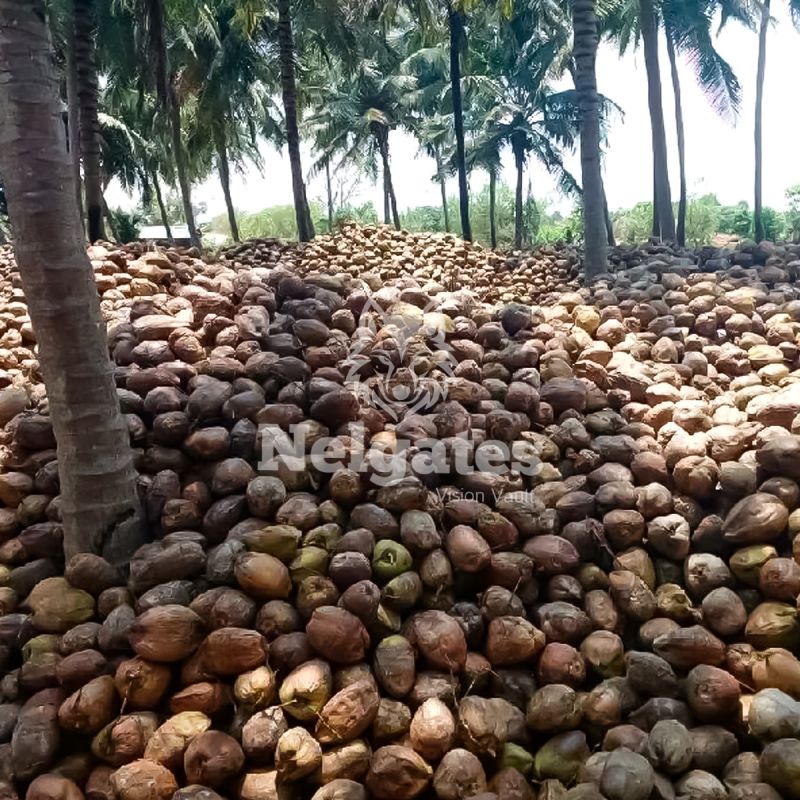 Mature Coconut