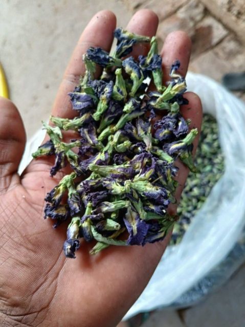 Dry Bluepea Flower