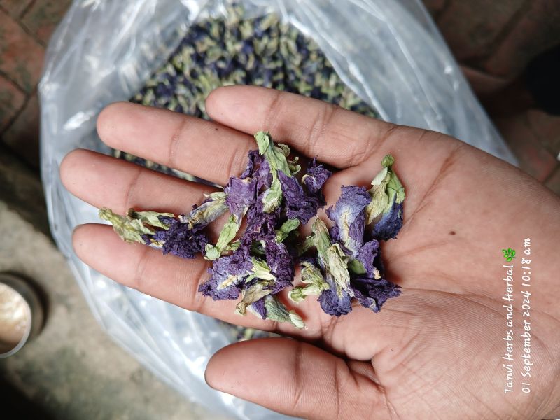 Dry Bluepea Flower