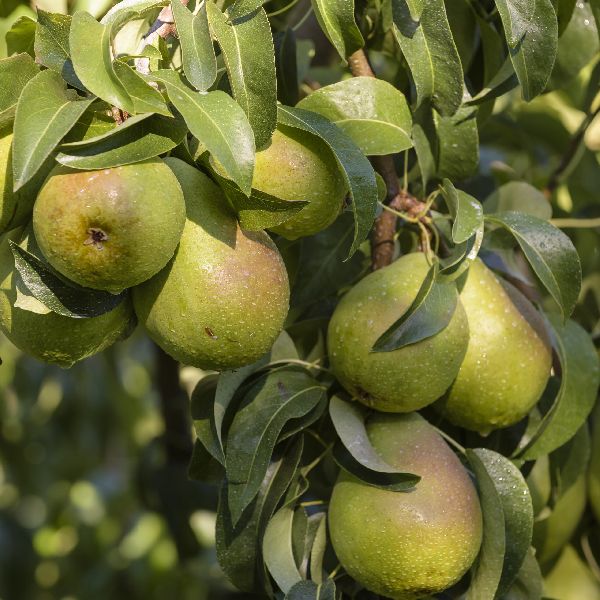 Babugosha Fruit Plant