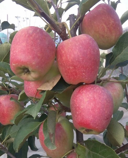 Hot Climate Apple Plant