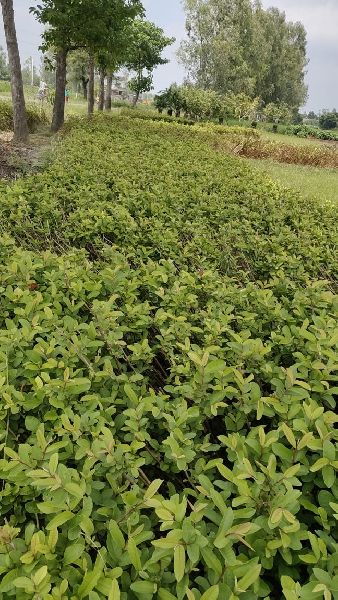 L49 Guava Fruit Plants