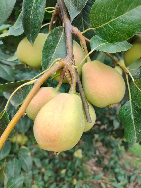 Pear Fruit Plant