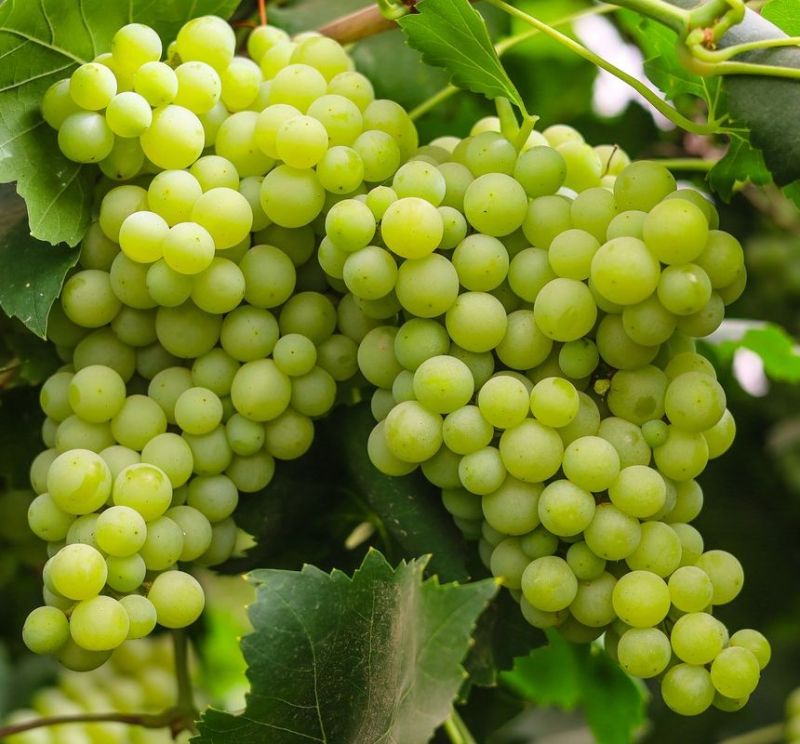 fresh grapes