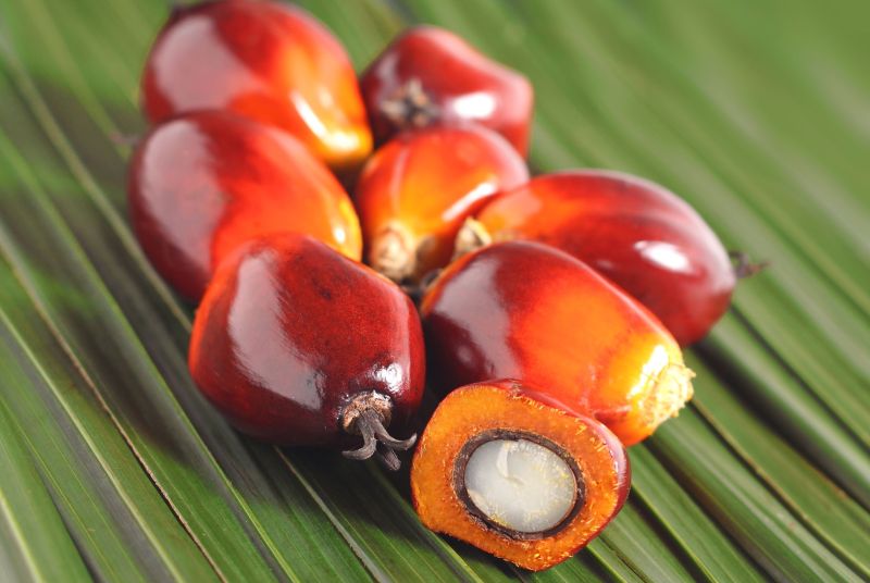 Fresh Palm Fruit