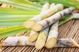 fresh sugarcane