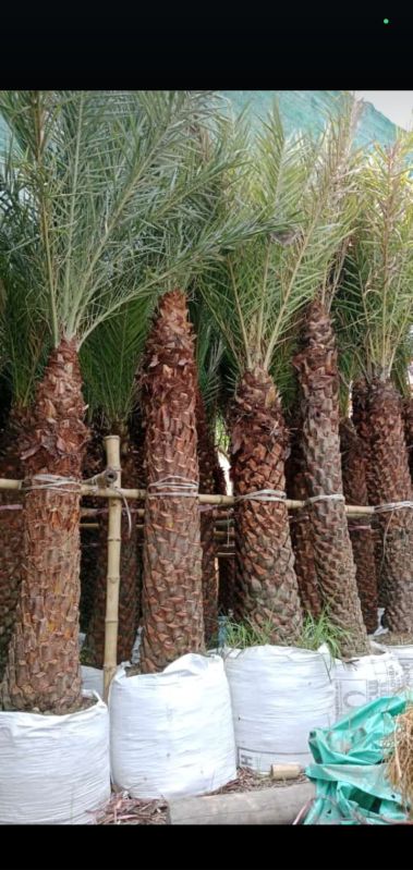 Date Palm Trees