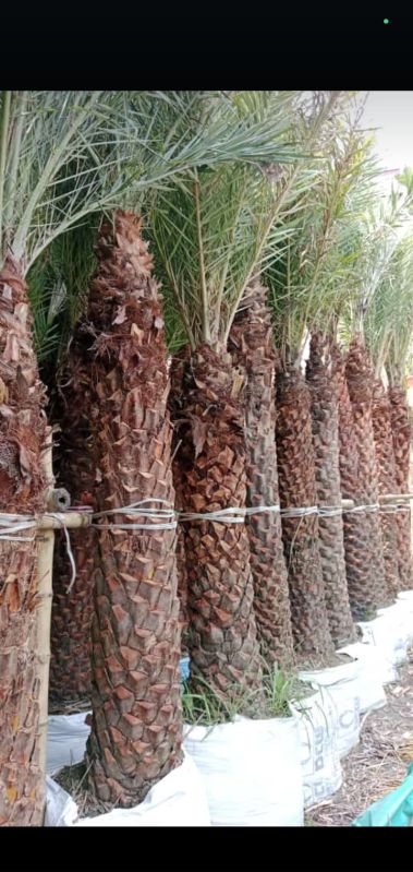 Date Palm Trees